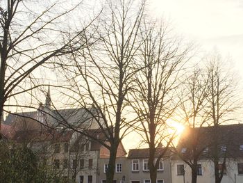 Sun shining through trees