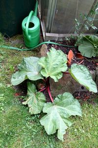 High angle view of plant growing in yard