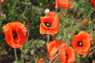 Close-up of orange poppy growing on plant