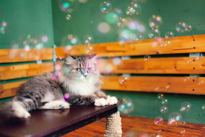 Close-up of a cat on the table