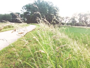 Grass growing on field