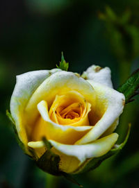 Close-up of rose flower