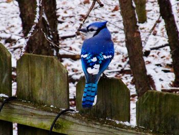 Blue jay perching on wooden fence at snow covered field