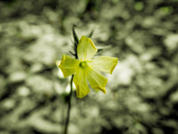 Close-up of yellow flowering plant