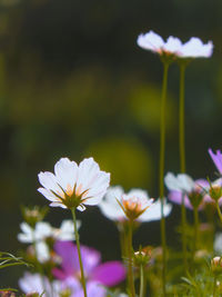 Close-up of white flowering plant on field