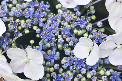 Close-up of white flowering plants