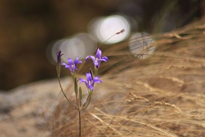 Close-up of purple flowers