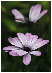 Close-up of osteospermum blooming outdoors