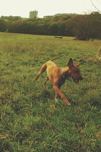 Dog playing on grassy field