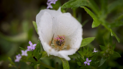 Close-up of white flowers