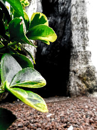 Close-up of fresh green plant