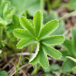 Close-up of fresh green plant