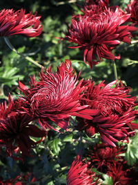 Close-up of red flowering plants growing in park