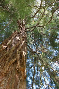 Low angle view of pine tree