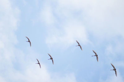 Low angle view of birds flying in sky