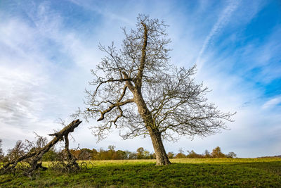 Low angle view of bare tree on field against sky