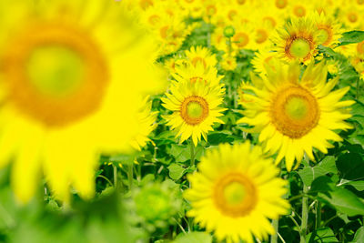 Macro shot of yellow flower