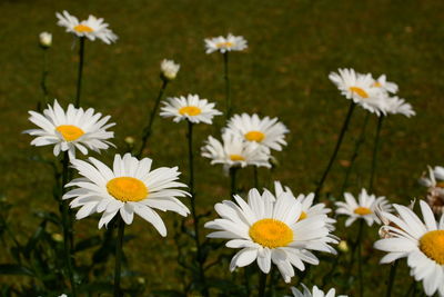 Close-up of white daisy flowers
