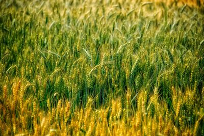 Full frame shot of wheat field