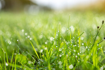Close-up of wet grass