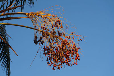 Low angle view of plant against clear blue sky