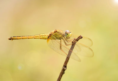 Close-up of dragonfly on twig