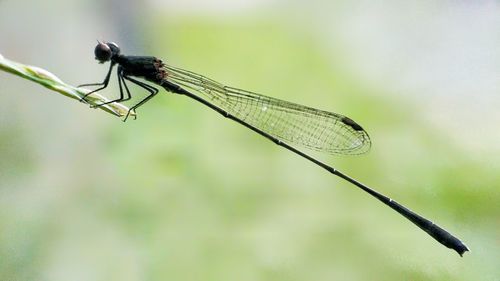 Close-up of damselfly on stem