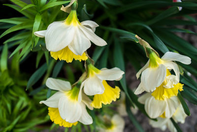 Close-up of yellow flowering plant