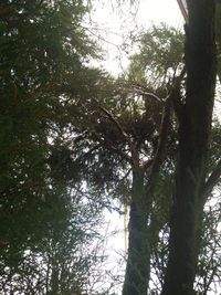 Low angle view of trees in forest against sky