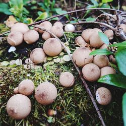 High angle view of mushrooms growing on field