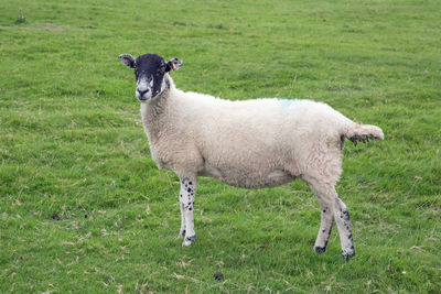 Portrait of sheep standing on field