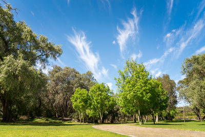 Panoramic view of trees on field against sky