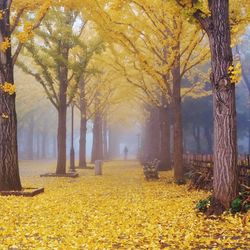 Trees in park during autumn