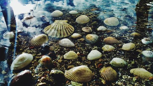 Close-up of seashell in sea