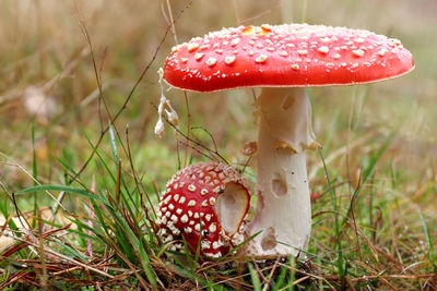 Small and big amanita muscaria 