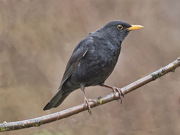 Close-up of bird perching on branch