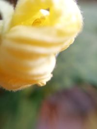 Close-up of ice cream