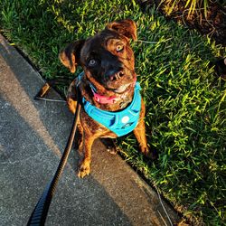 High angle view of a dog