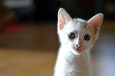 Portrait of kitten 