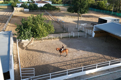 From above side view of male jockey in uniform riding horse during dressage on sandy arena in summer