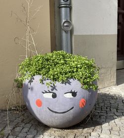 plant