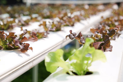 Close-up of plants growing at greenhouse