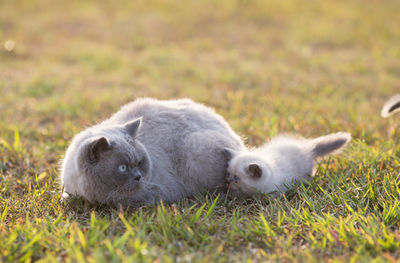 Close-up of cute kitten with cat sitting on grassy field