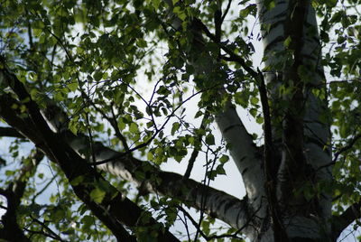 Low angle view of tree against sky