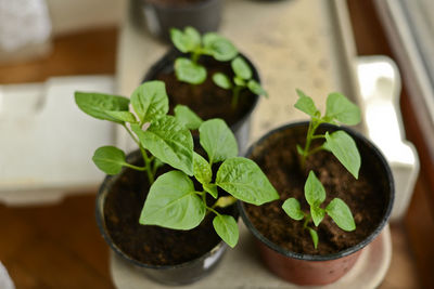 Close-up of potted plant