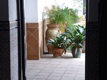 Potted plants on window sill
