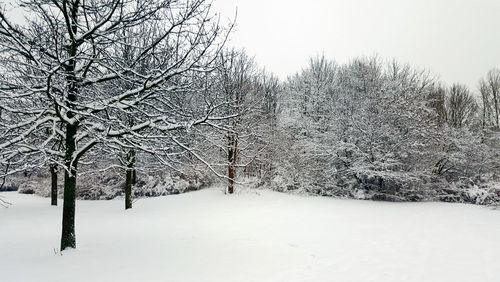 Snow covered trees against sky