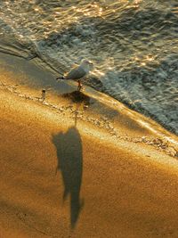 Seagull flying over the sea