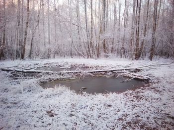 Scenic view of frozen lake in forest