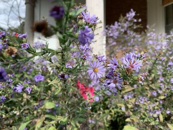 Close-up of purple flowering plants